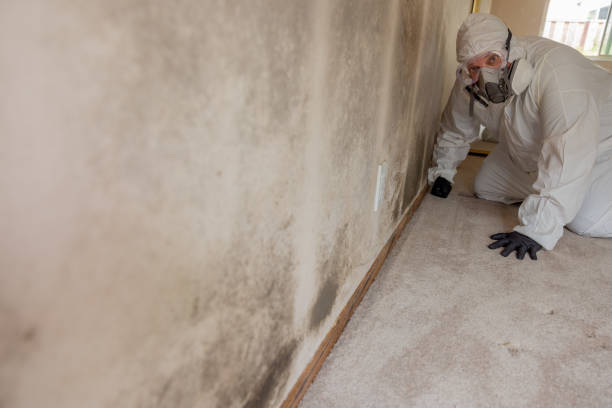 Best Black Mold Removal  in Smyrna, TN